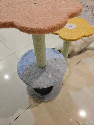 قطتين اناث للبيع index