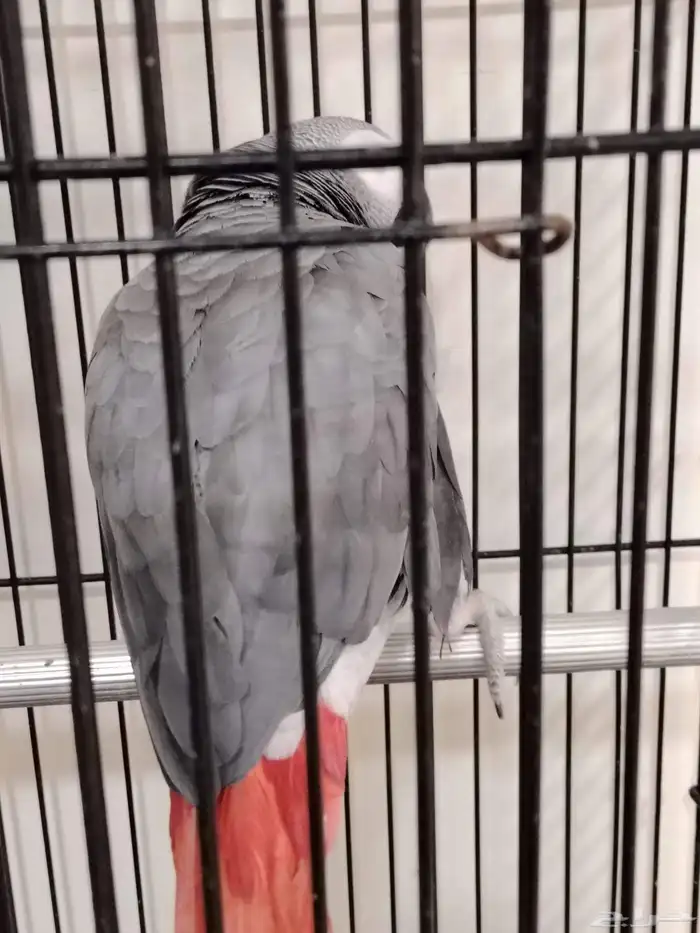 كاسكو عدد2 تركيب جديد 8