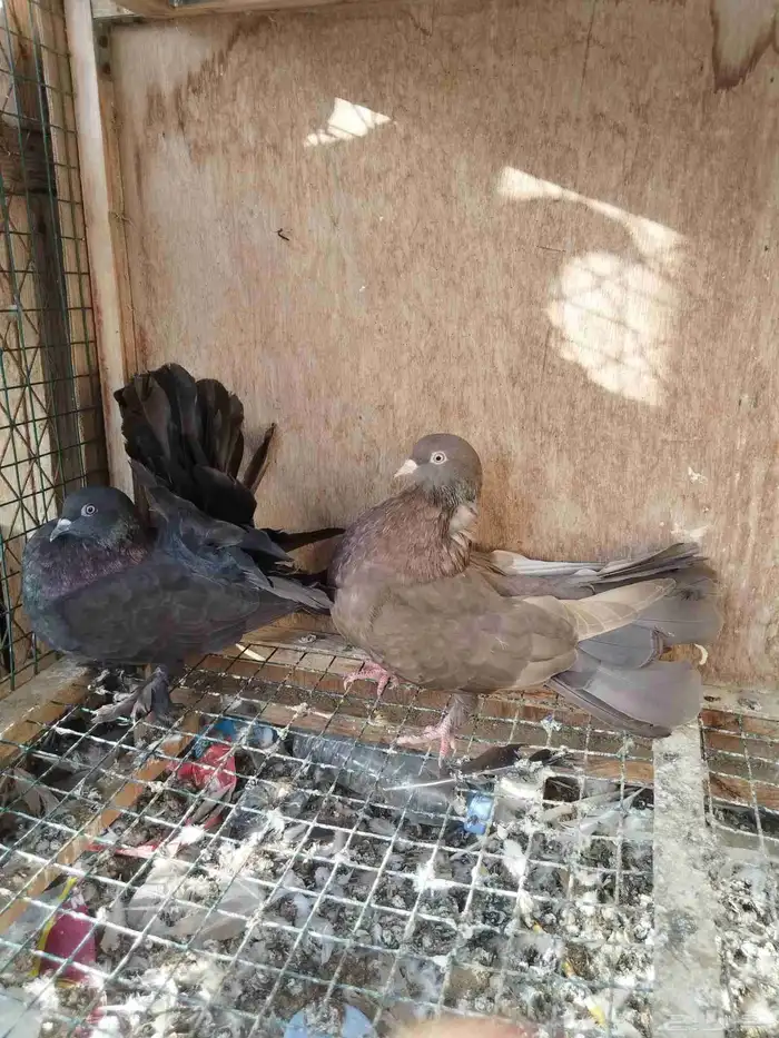 حمام للبيع 4