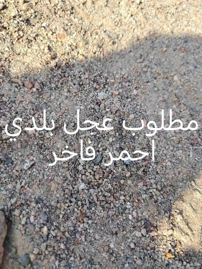 مطلوب عجل احمر بلدي فاخر 0