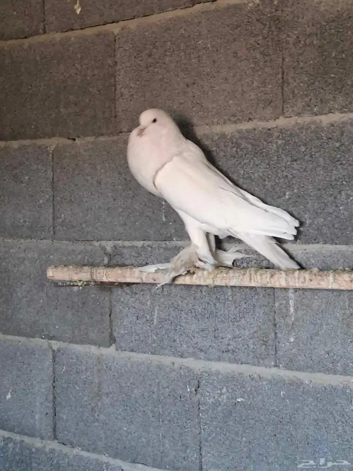 ذكر نفاح ابيض ببلجرشي 0