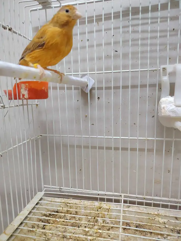 جوز كناري منتج معاه فرخين اللون مشمشي ماوردي 5