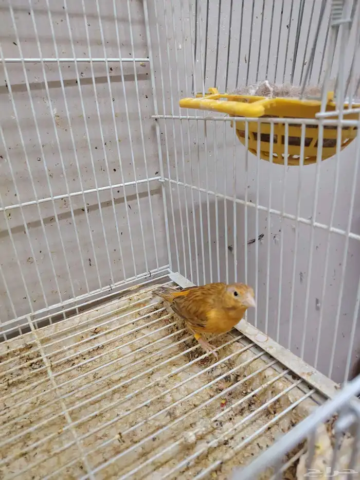 جوز كناري منتج معاه فرخين اللون مشمشي ماوردي 3