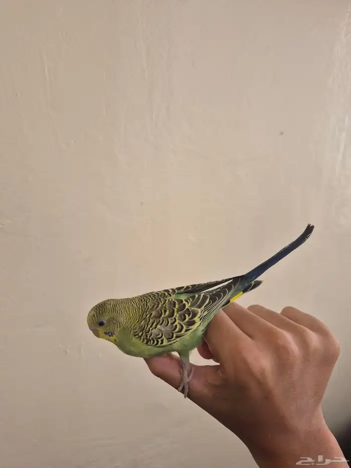 طير بادجي اليف صحة كفو 2