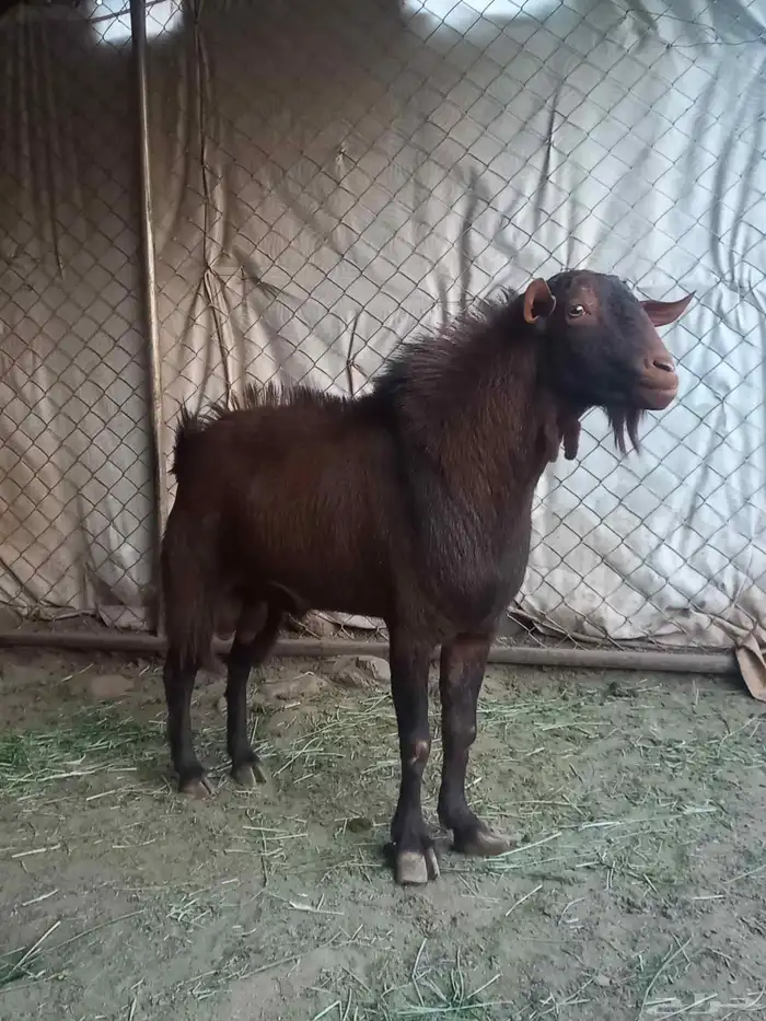 تيس ادهم اجم فحل كفو 2