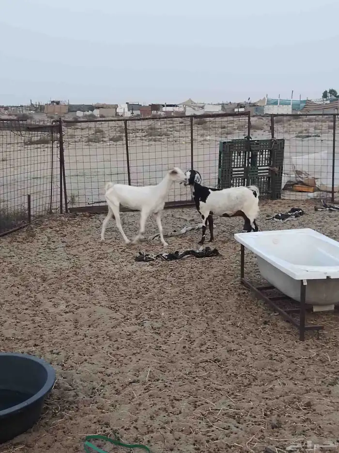 معزاء بيشية طيبة العدد 2 أسنانها جمع الديس نضيفة جرومها طيبة 1