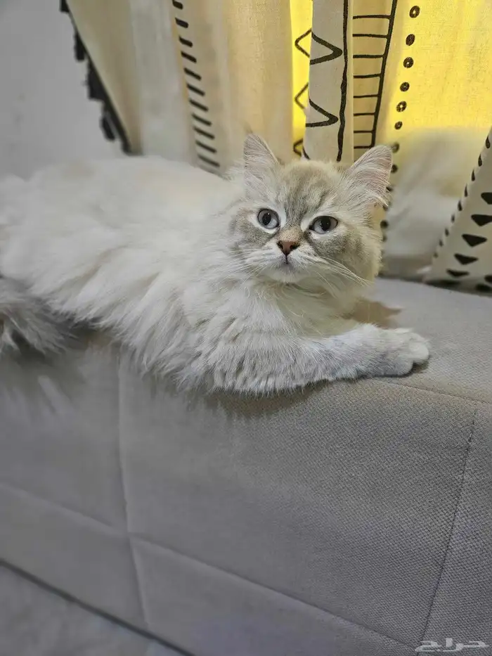 قطتين اناث للبيع 0