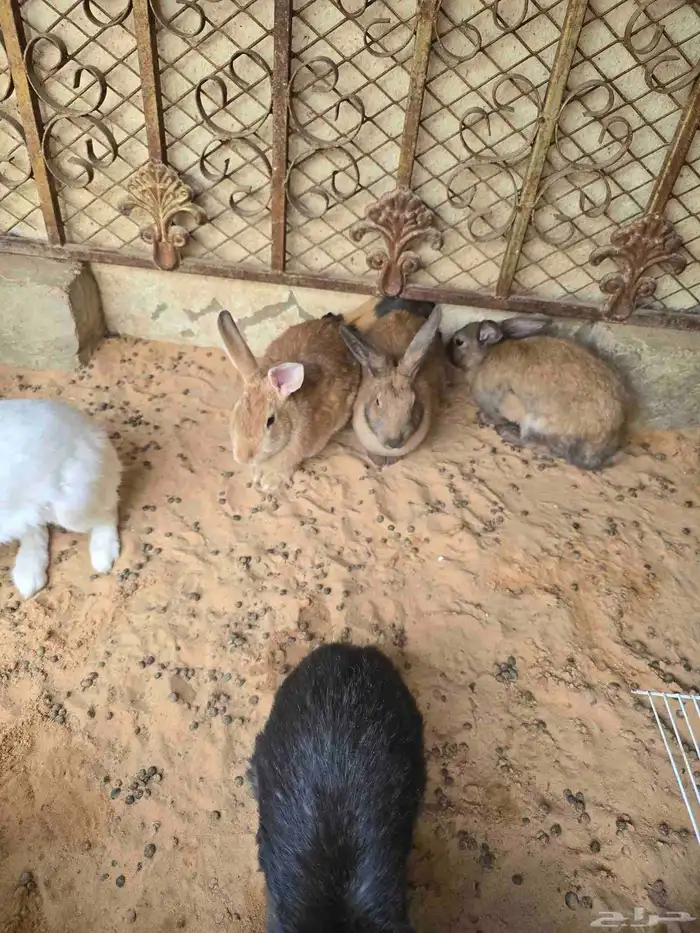 أرانب للبيع 1