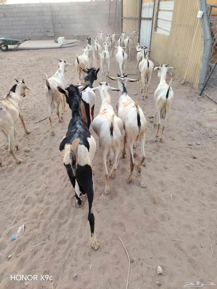 تيوس وبرابر صومالية نقاوة اوزان طيبة وجودة وسعر ممتاز 7