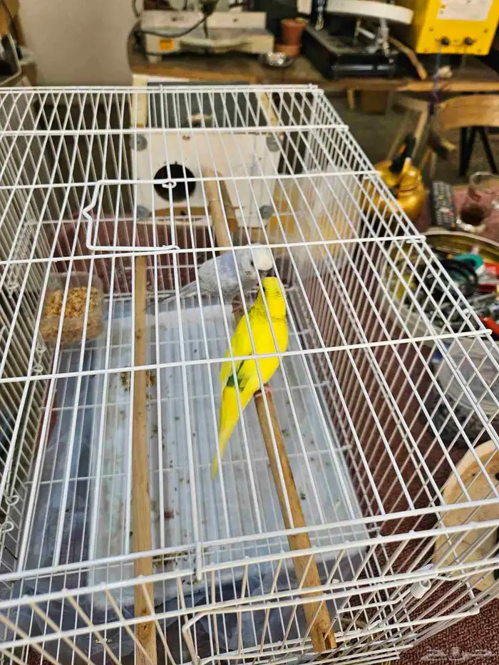 زوج بادجي منتج اليف 1