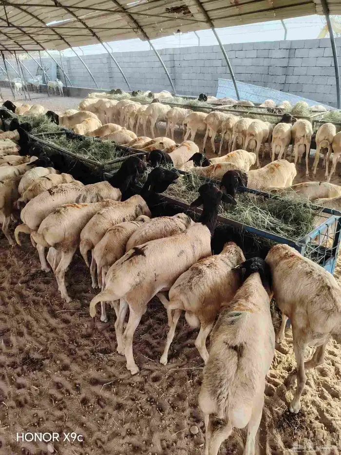 تيوس وبرابر صومالية نقاوة اوزان طيبة وجودة وسعر ممتاز 3