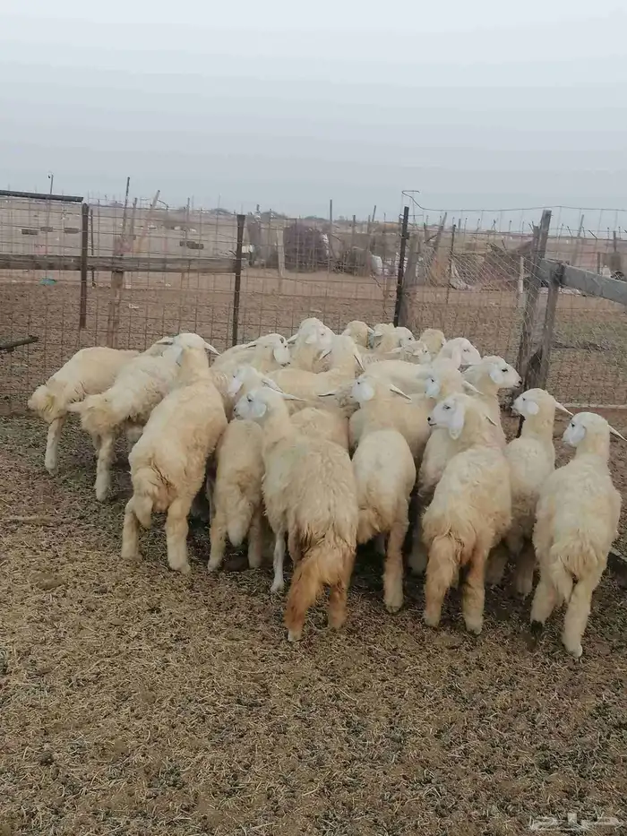 طليان ورخال للبيع 4