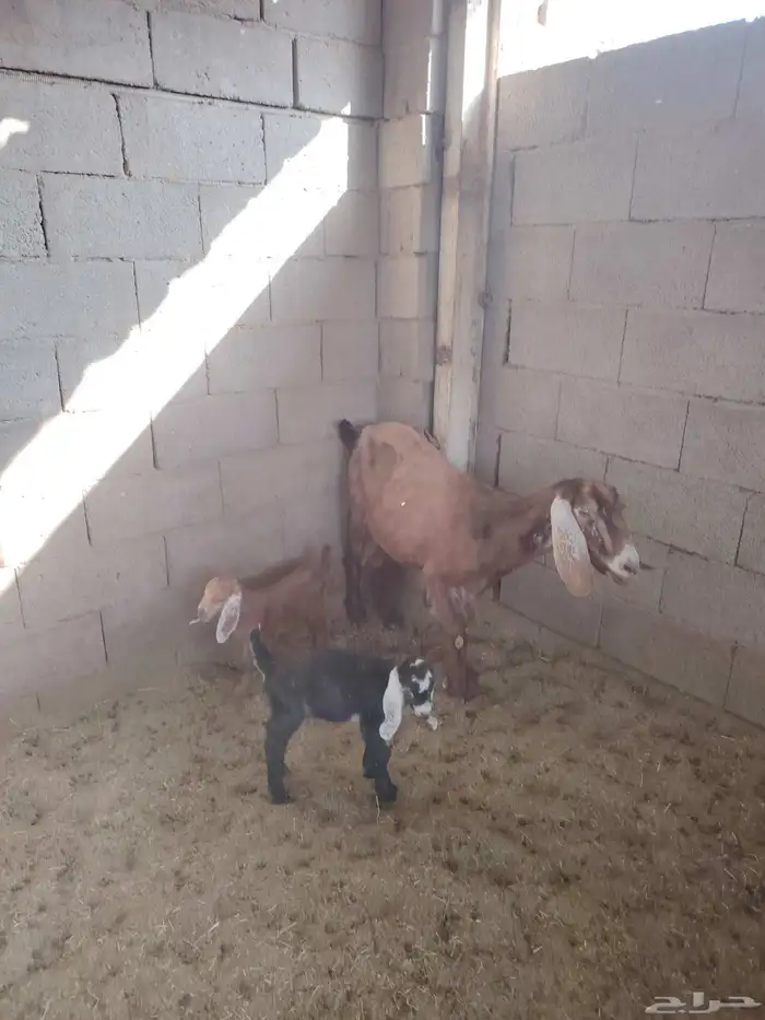 عنز معها اثنين 0