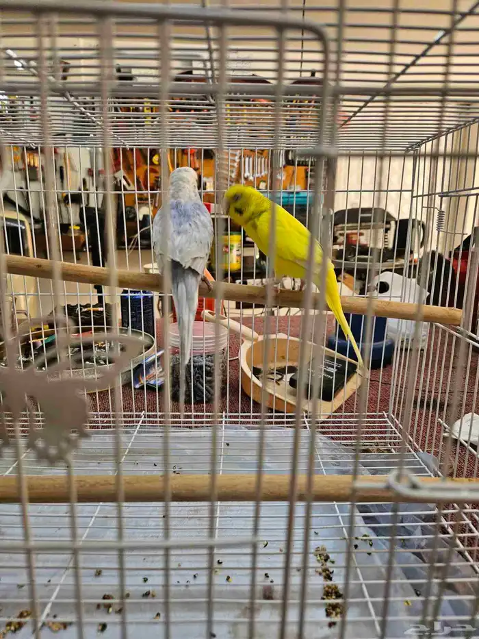 زوج بادجي منتج اليف 0