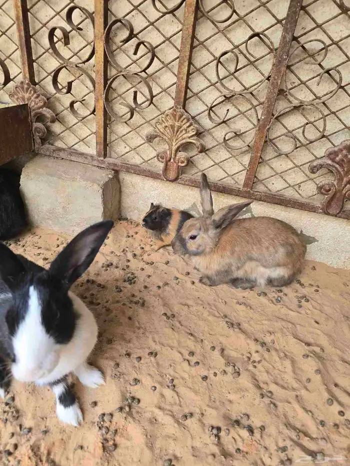 أرانب للبيع 3