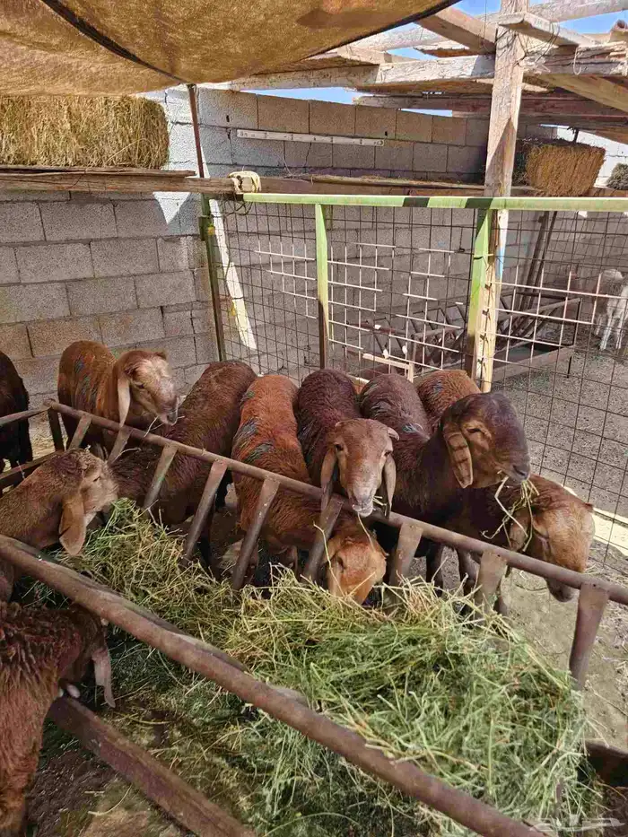 حري وسواكني ثلاجة ومناسبات 5