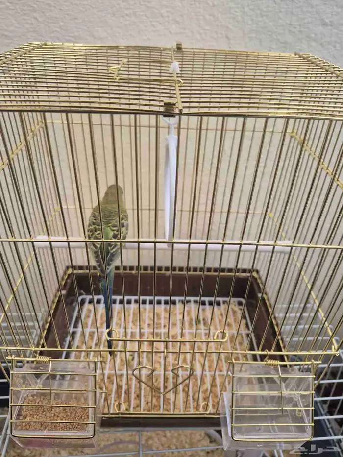 طير بادجي اليف صحة كفو 4