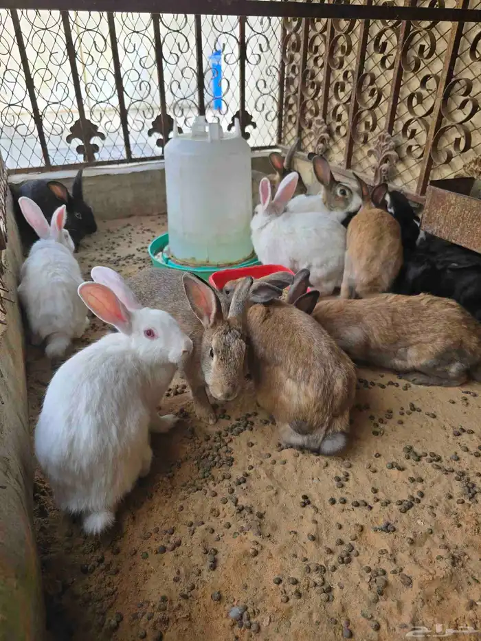 أرانب للبيع 2