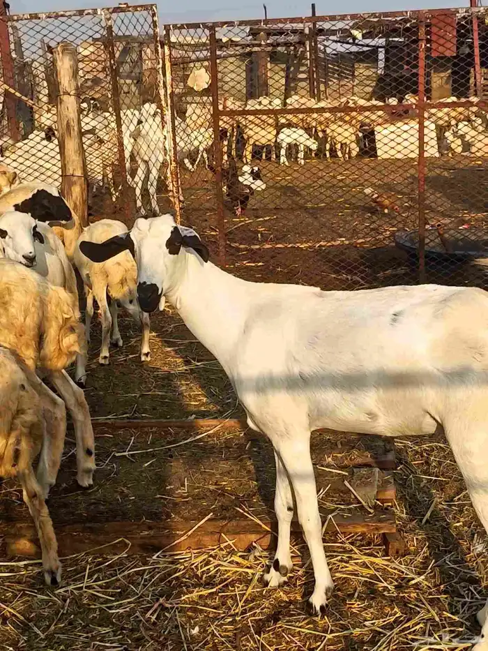 عنز بيشيه فاخر 0