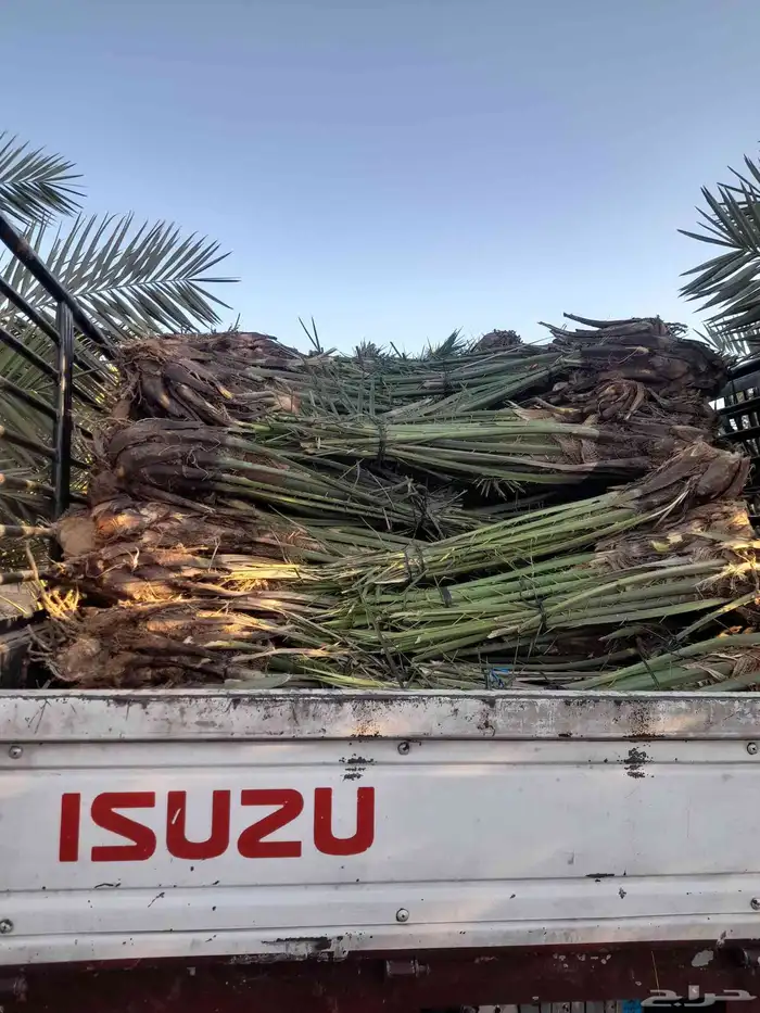 نخل بيشه نخيل عربي وتركيب الشبوك مزارع 3