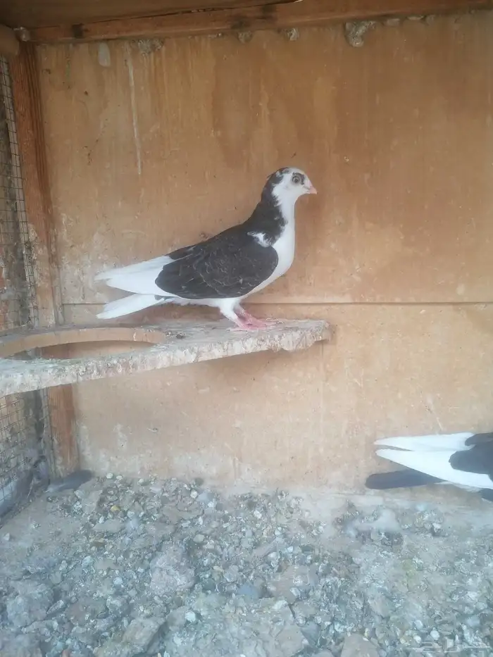 حمام جلستر اوجالاتر القلاب 2