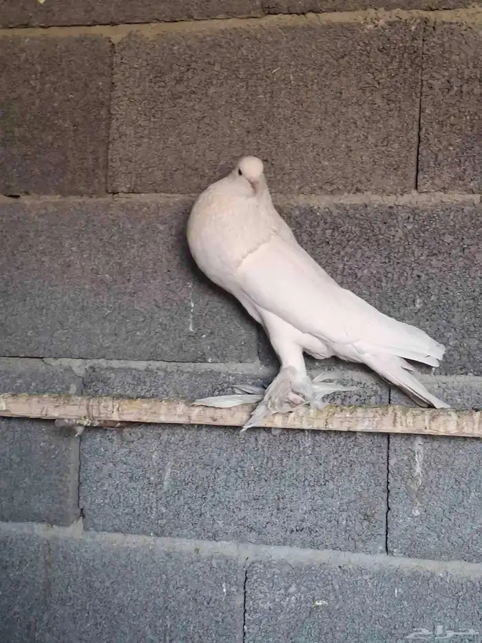 ذكر نفاح ابيض ببلجرشي 1