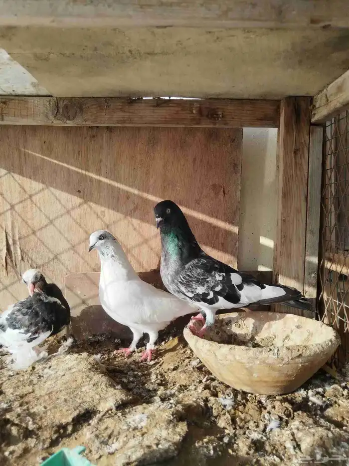 حمام للبيع 3