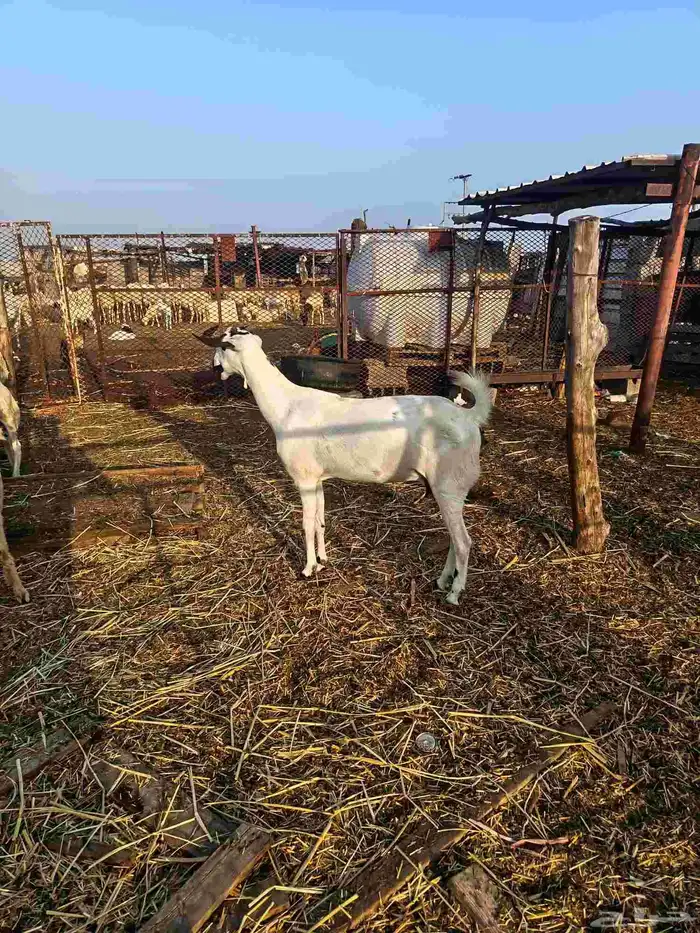 عنز بيشيه فاخر 4