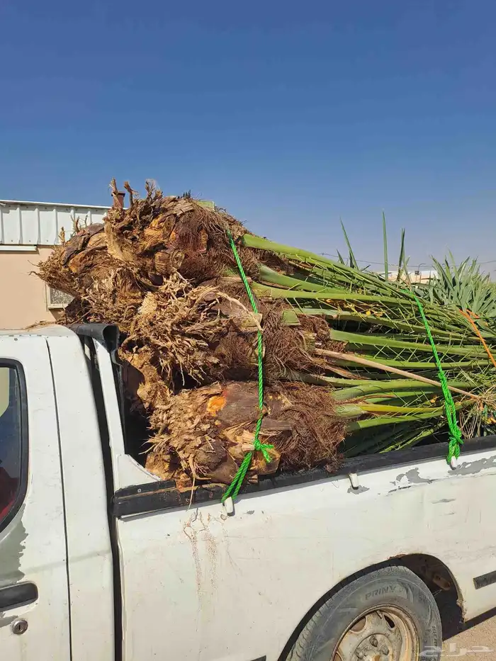 فسايل مثمره للبيع اخلاص 0