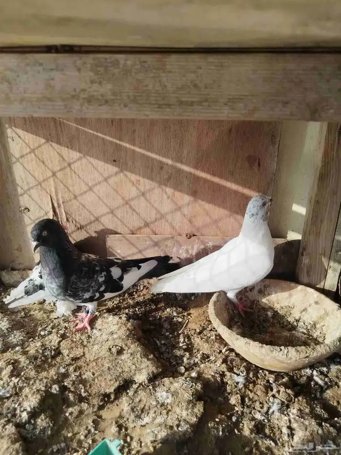 حمام للبيع 2