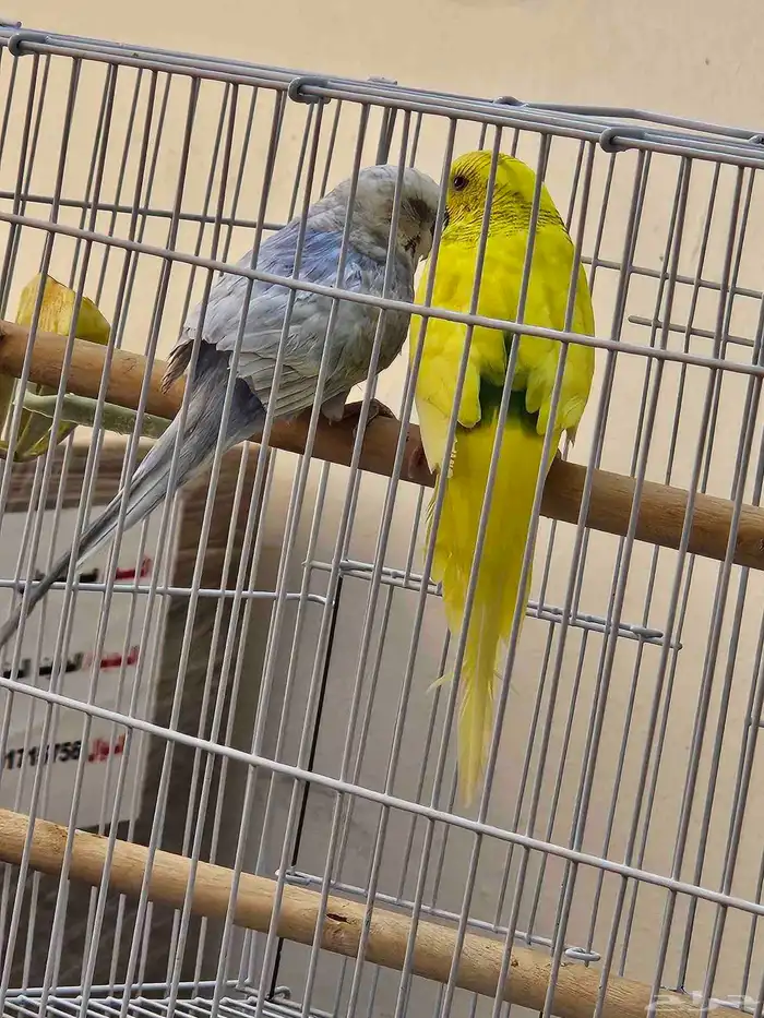 زوج بادجي منتج اليف 4