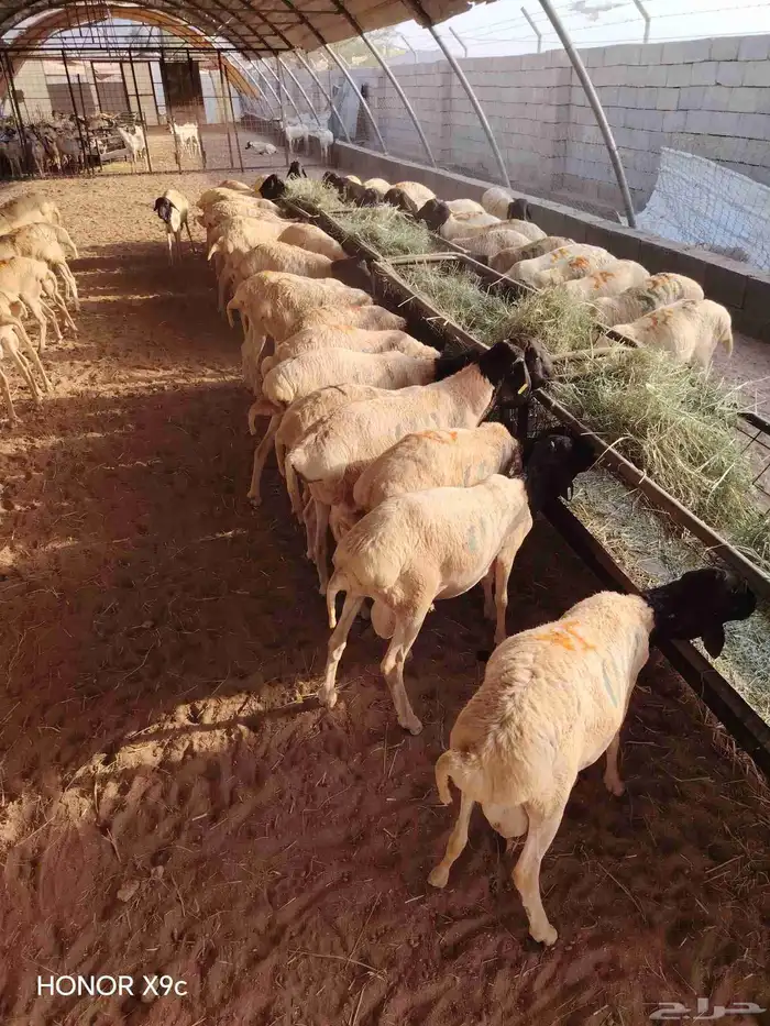 تيوس وبرابر صومالية نقاوة اوزان طيبة وجودة وسعر ممتاز 2