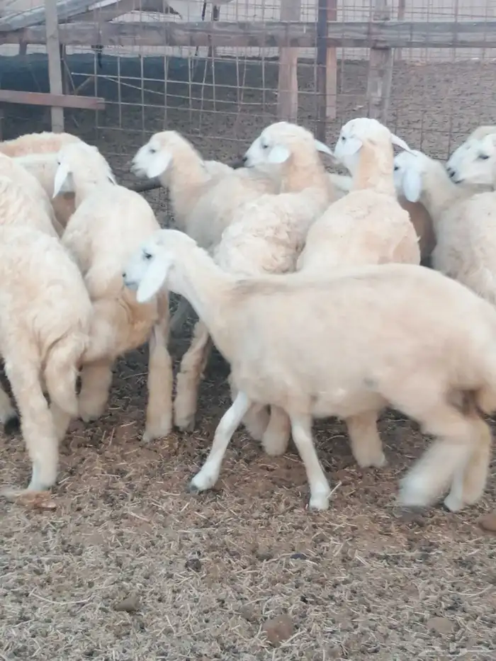 طليان ورخال للبيع 1