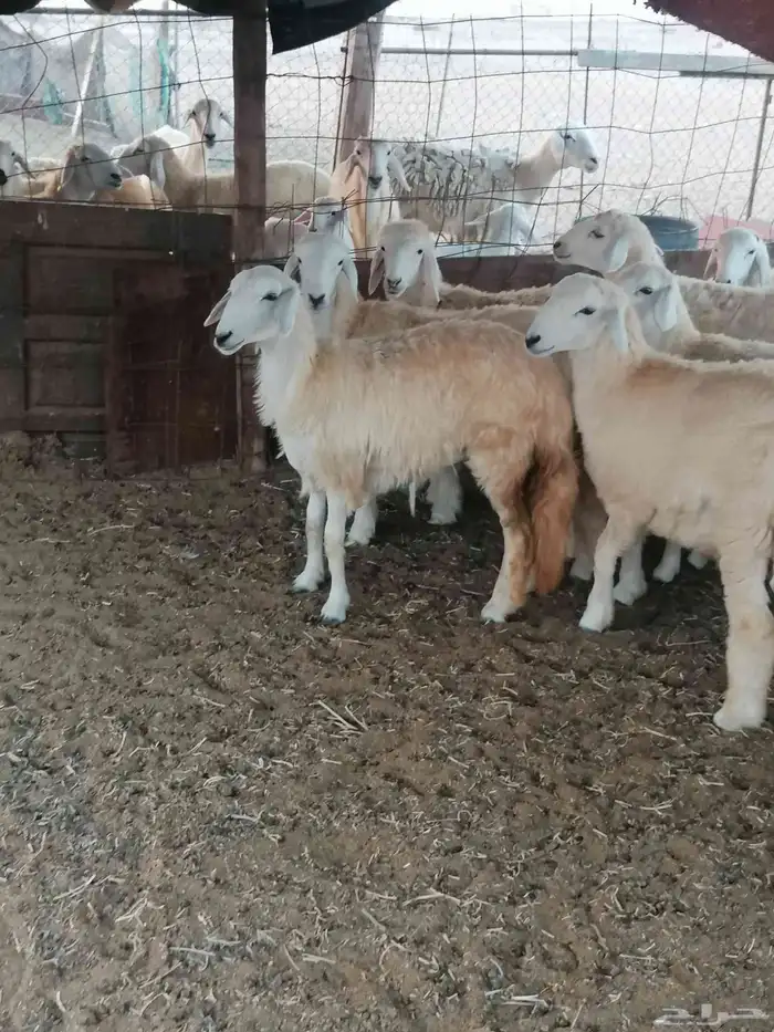 طليان ورخال للبيع 5