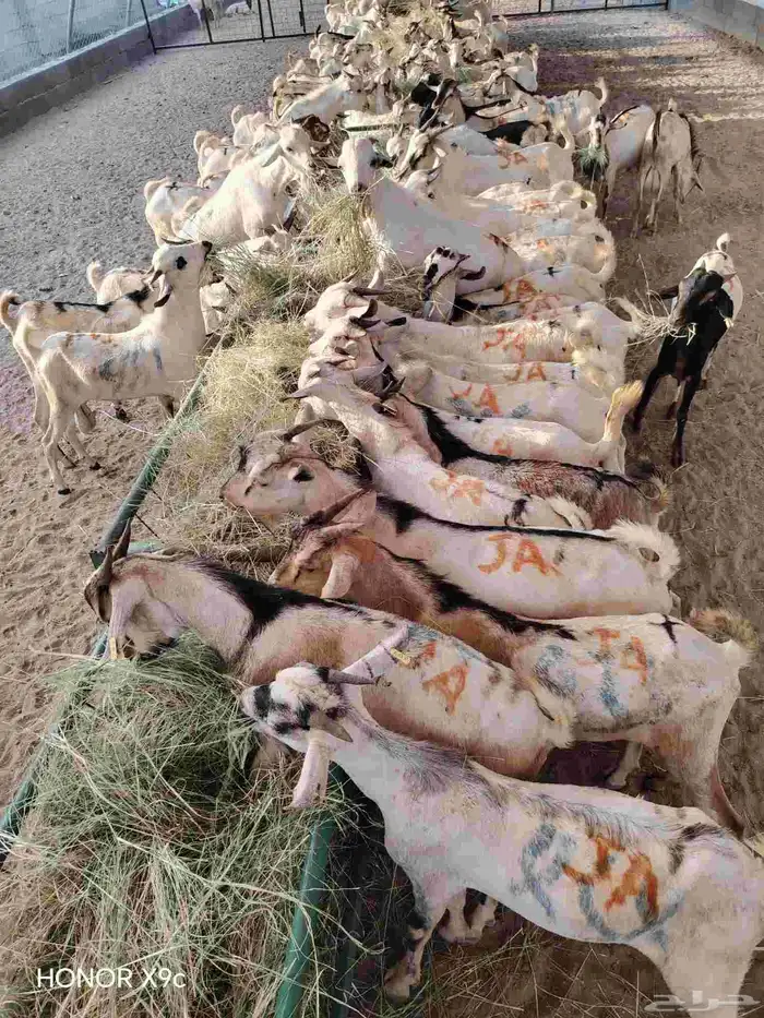 تيوس صومالي جذعان ب أسعار منافسة 0