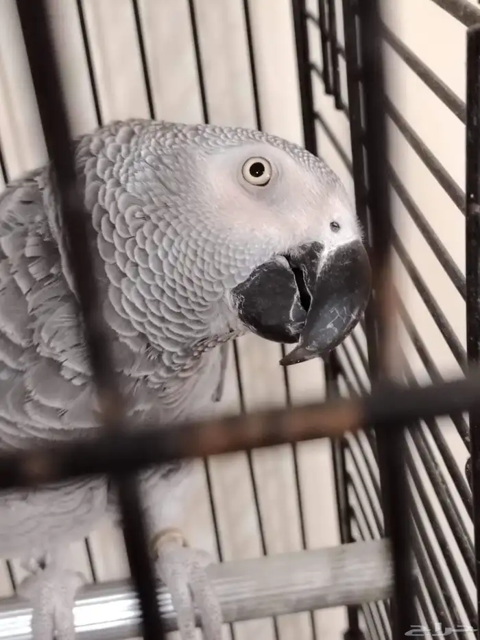 كاسكو عدد2 تركيب جديد 2