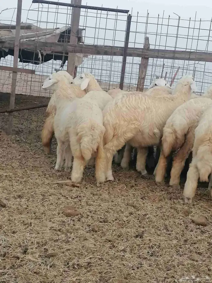 طليان ورخال للبيع 2