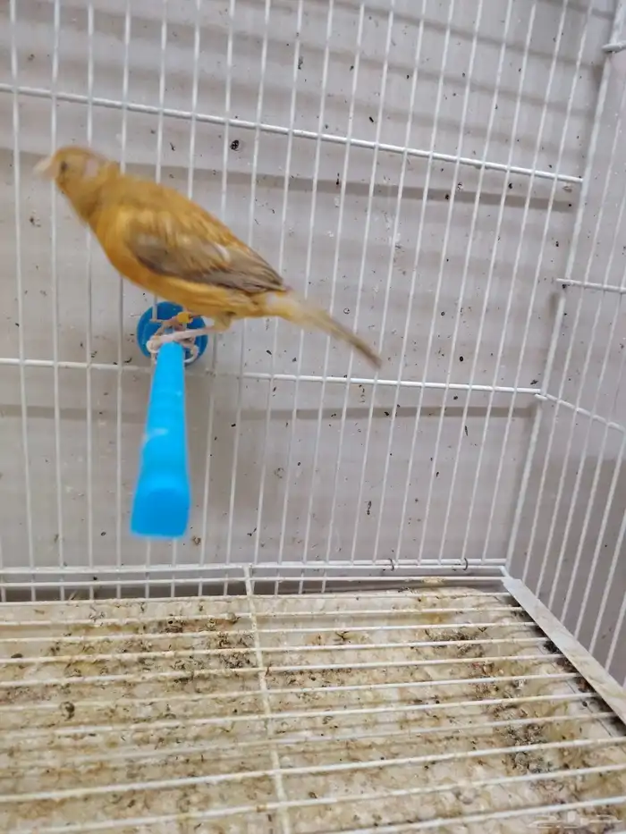 جوز كناري منتج معاه فرخين اللون مشمشي ماوردي 6