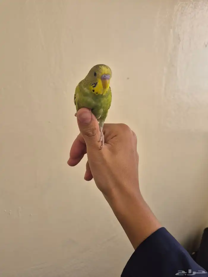 طير بادجي اليف صحة كفو 1