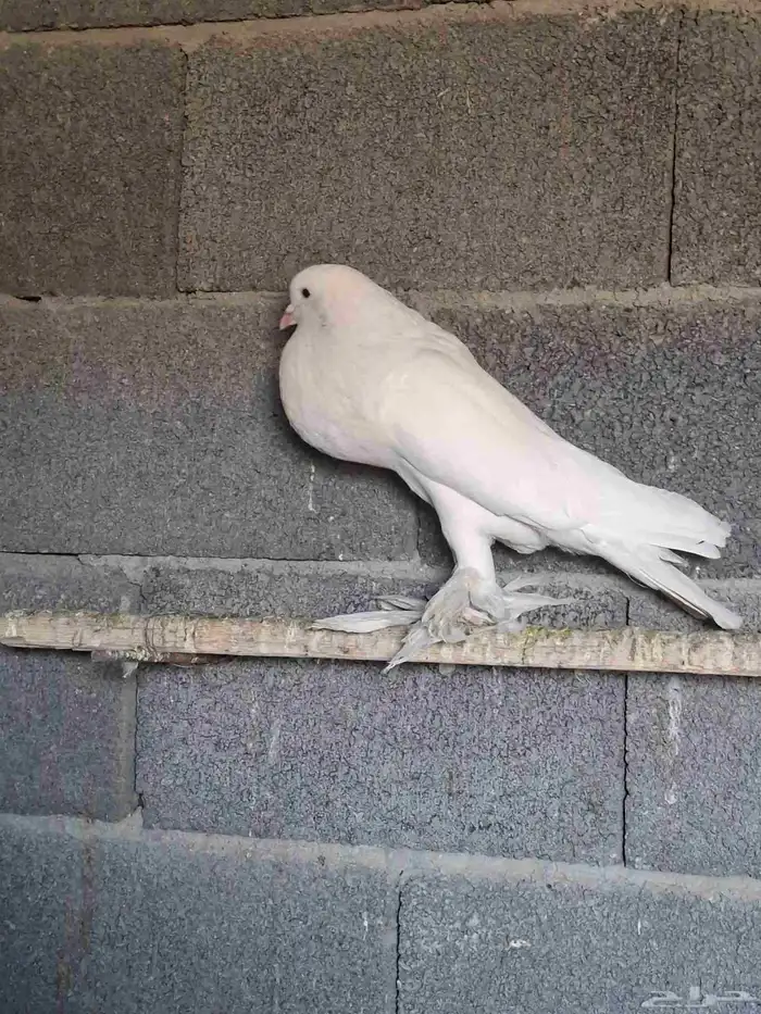 ذكر نفاح ابيض ببلجرشي 2