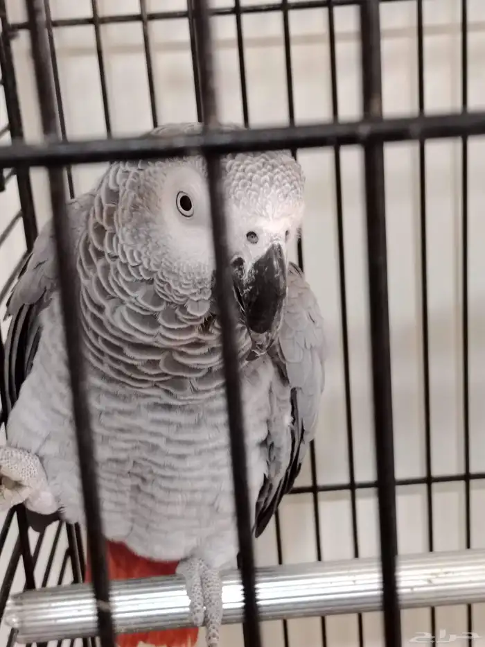 كاسكو عدد2 تركيب جديد 7