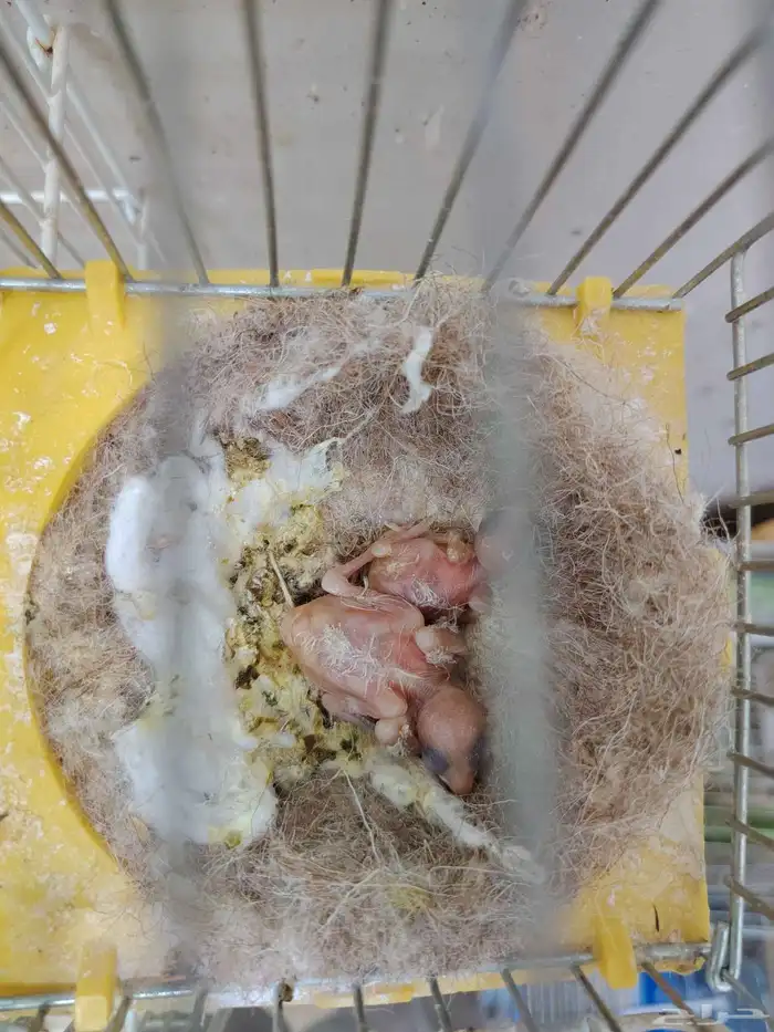 جوز كناري منتج معاه فرخين اللون مشمشي ماوردي 8