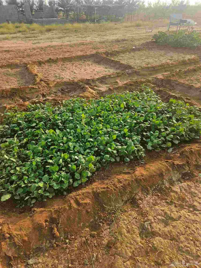 مشتل باذنجان اف ون (f1) المكان القوز المفارق 1