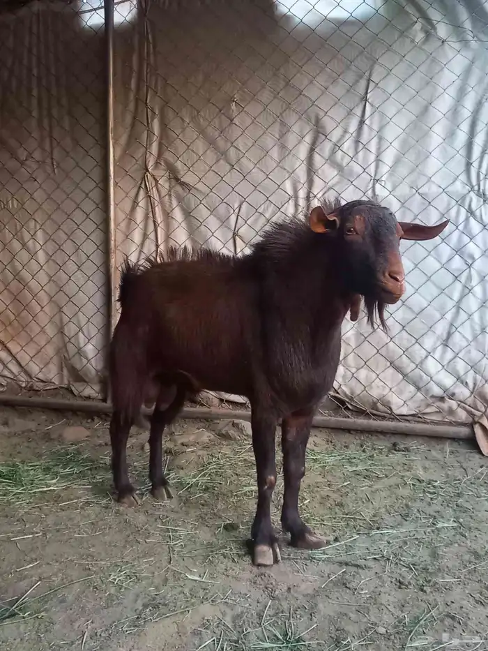 تيس ادهم اجم فحل كفو 0