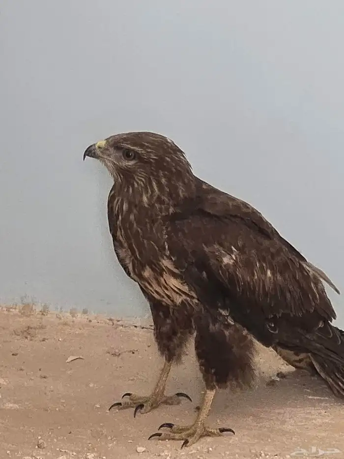 طير جارح بصحة ممتازه 0