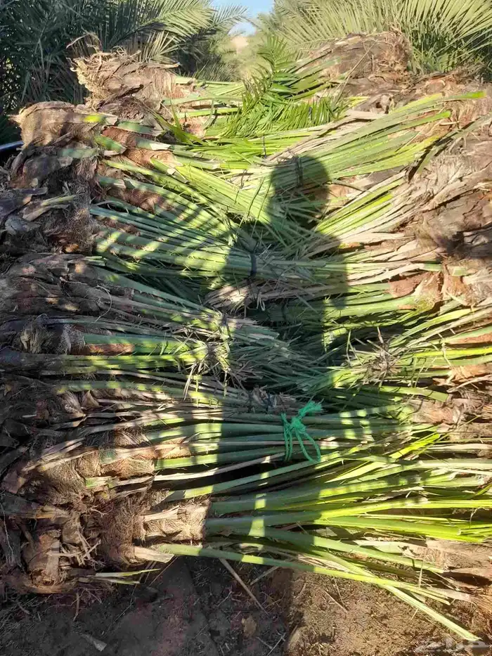 نخل بيشه نخيل عربي وتركيب الشبوك مزارع 4