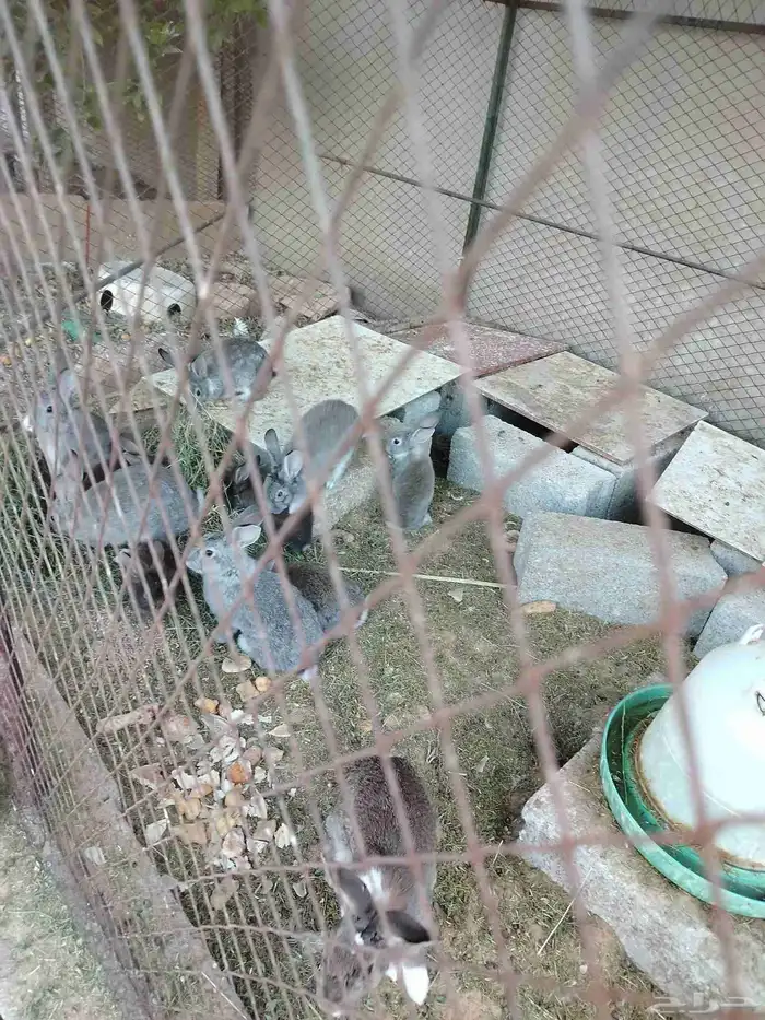 أرانب طيبه للبيع 1