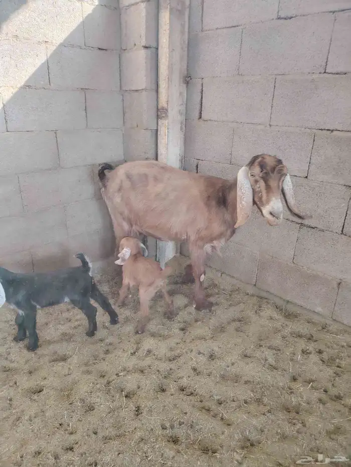 عنز معها اثنين 2