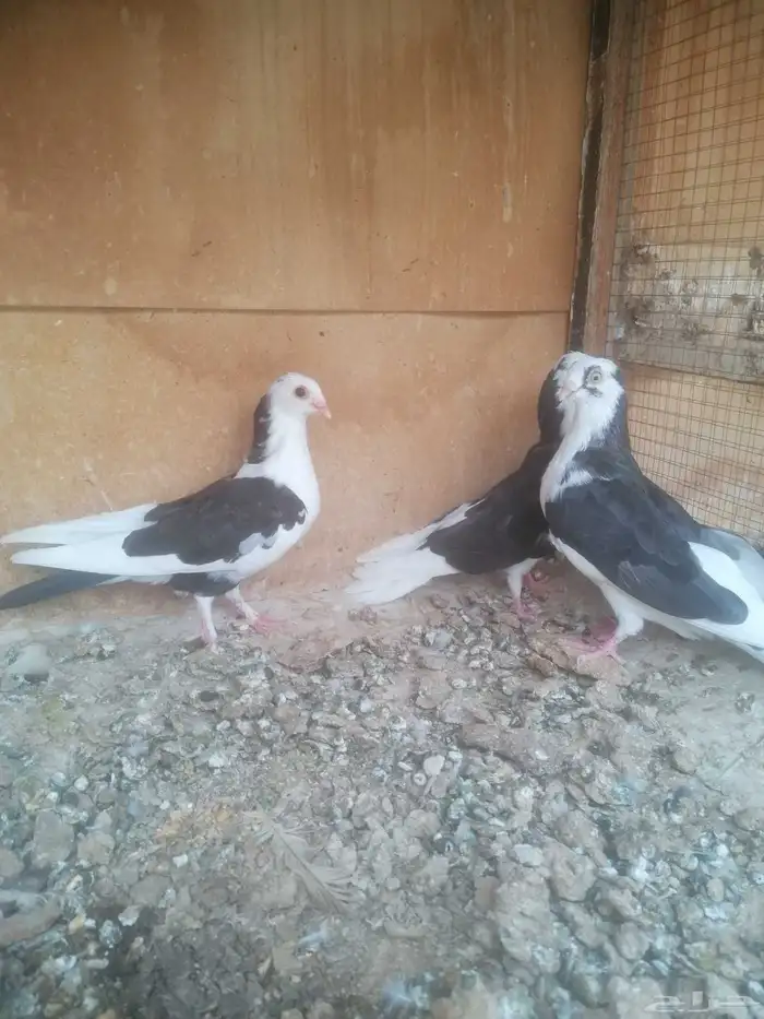 حمام جلستر اوجالاتر القلاب 1