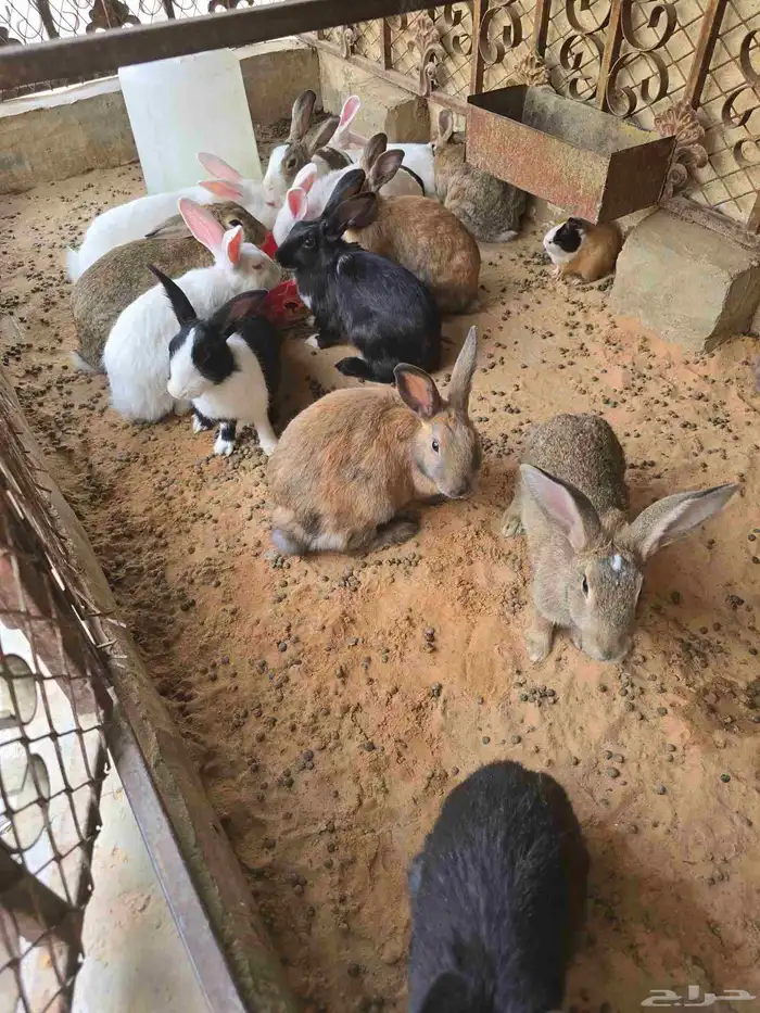 أرانب للبيع 0